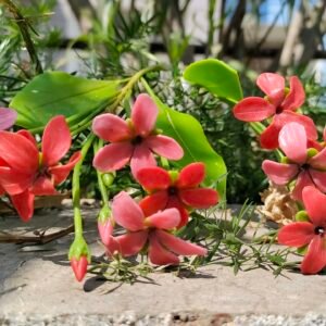 Kusumkala Handmade Floral Collection
