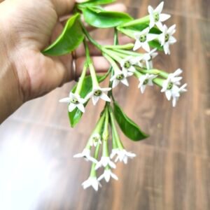 Kusumkala Handmade Floral Collection